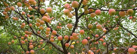 高产果树，一颗可结上千个果子，隔年就能结果，学会种就能丰收|果树|水果|农民_新浪新闻