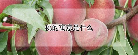 2020年桃子新鲜水蜜桃甜脆桃山东肥城特产毛桃大甜硬肥桃礼盒装-阿里巴巴