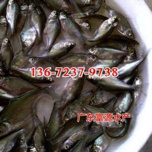钦州海虾_钦州特产钦州海虾专题-淘金地农业网