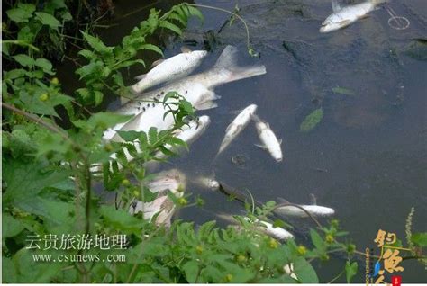核污染鱼惊现，中国周边海鲜还能安全食用吗？｜一虎一席谈_凤凰网视频_凤凰网