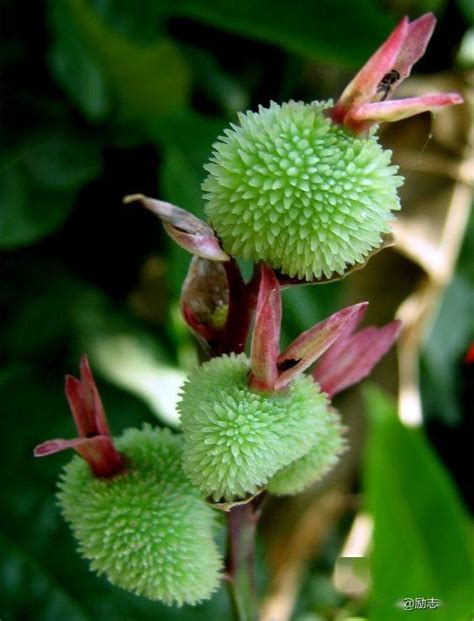 【南京新闻广播】南京中山植物园的“尸香磨芋”开花了