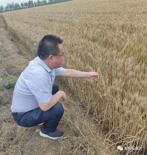 淇县麦收超八成-河南省乡村振兴网