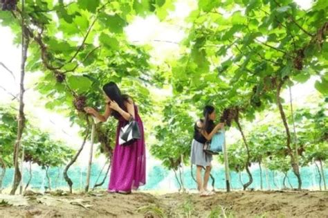 博罗金桦葡萄园采摘指南 广东省内最大的葡萄生产基地- 深圳本地宝