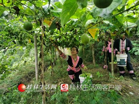 龙胜：罗汉果丰收喜人 助农增收产业兴-桂林生活网新闻中心