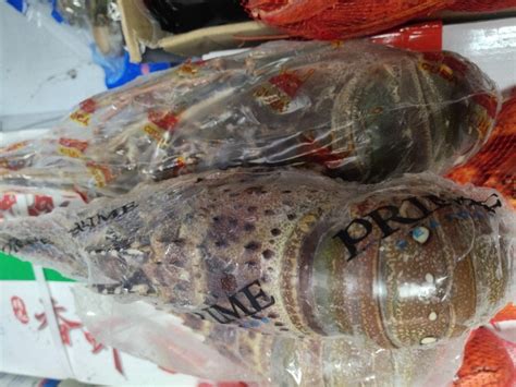青龙鱼图片及价格（青金龙鱼图片大全） - 福满钻鱼 - 广州观赏鱼批发市场