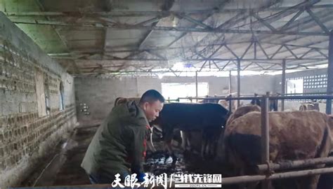 吉林农牧大县借“牛”势兴“牛”业：打造“肉牛之都”凤凰网吉林_凤凰网