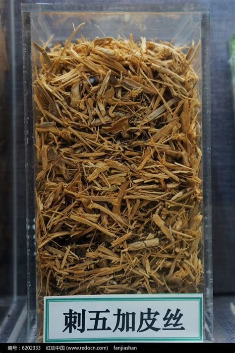 五加皮图片