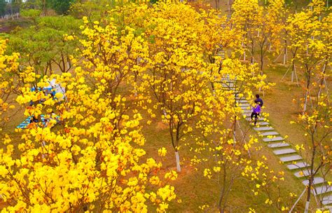 河源、客家文化公园大片黄花风铃木鲜花绽放 - 户外旅游 梅州时空