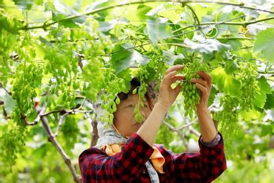 浙江台州：葡萄疏果-人民图片网