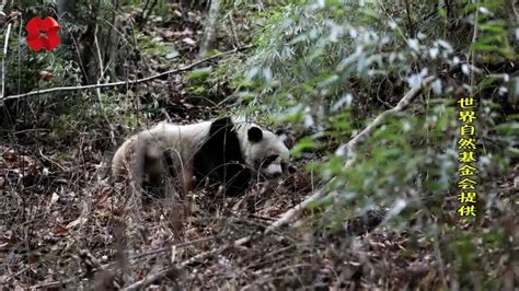 秦岭大熊猫廊道建设初显成效 野生大熊猫横穿公路去“串门”～_澎湃号·媒体_澎湃新闻-The Paper