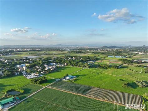 惠阳永湖：“小茨菇”做成“大产业”，种出乡村振兴好“钱”景|农产品|茨菇|永湖镇_新浪新闻