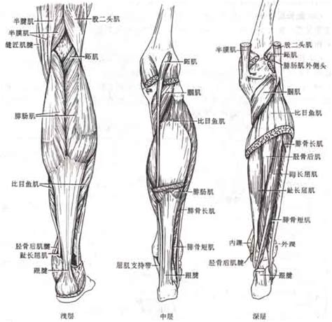 人体腿部动脉结构图片素材-正版创意图片401808376-摄图网
