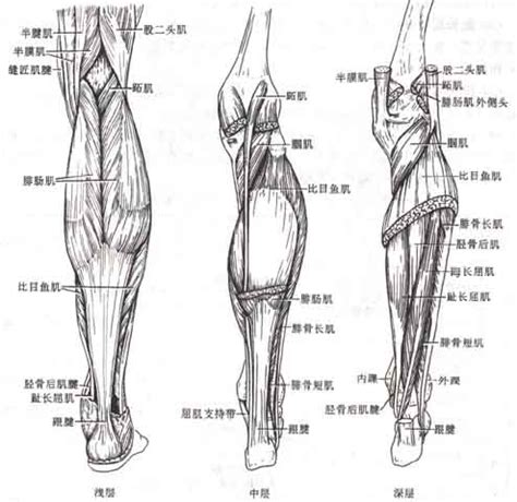 下肢肌肉解剖图图片