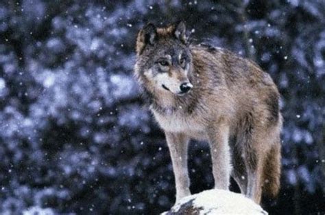 世界上最漂亮的狼：纽芬兰白狼排名第一(中国狼排第十)_小狼观天下