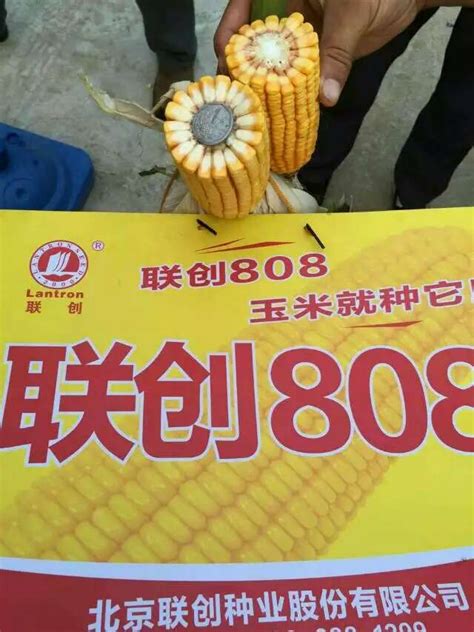 玉米种子发芽率标准 - 农敢网
