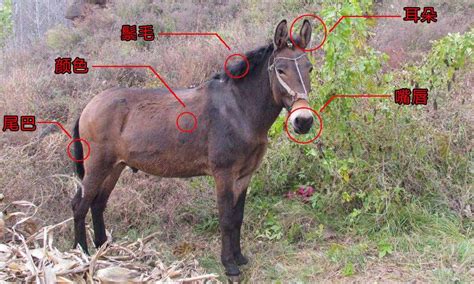 如何区分马、骡子和驴？它们之间存在哪些差异？|驴|骡子|染色体_新浪新闻