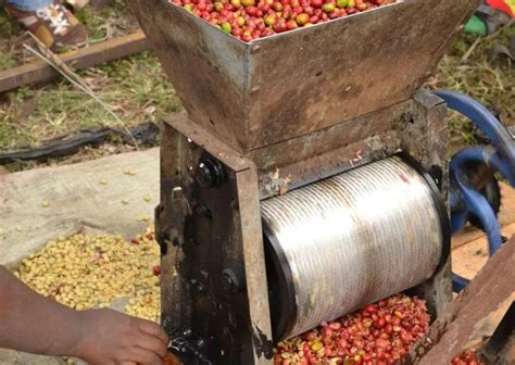 阿拉比卡咖啡豆起源故事咖啡品种风味口感特点香气特征描述 中国咖啡网