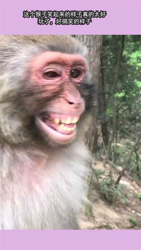 咧嘴大笑的猴子，太搞笑了_腾讯视频