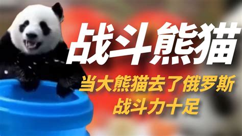 《功夫熊猫3》在众人合力之下，阿宝成功化身神龙大侠_高清1080P在线观看平台_腾讯视频