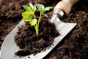黄泥土适合种什么果树-种植技术-中国花木网