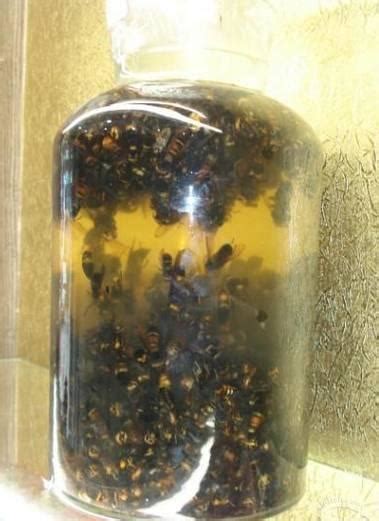 唐三镜林如叶：家庭虎头蜂泡酒方法-虎头蜂酒的功效与作用 - 知乎