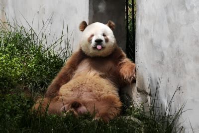 大熊猫七仔图片