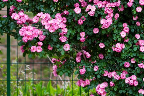 盛开的蔷薇花高清图片下载-正版图片500389559-摄图网
