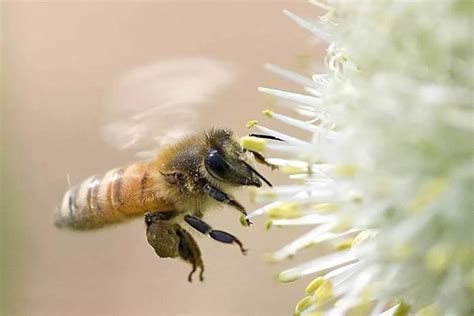 【蜜蜂知识】蜜蜂飞逃前有什么征兆？ - 蜜蜂知识 - 优蜜蜂