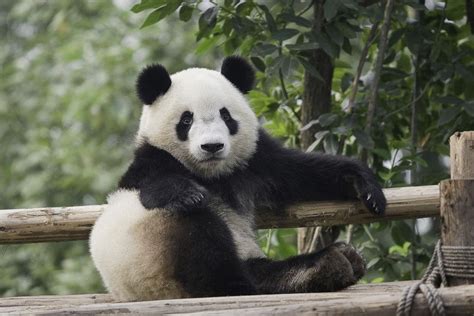 前几天拍的一组国宝熊猫🐻作品|摄影|动物|中国艺名 - 原创作品 - 站酷 (ZCOOL)