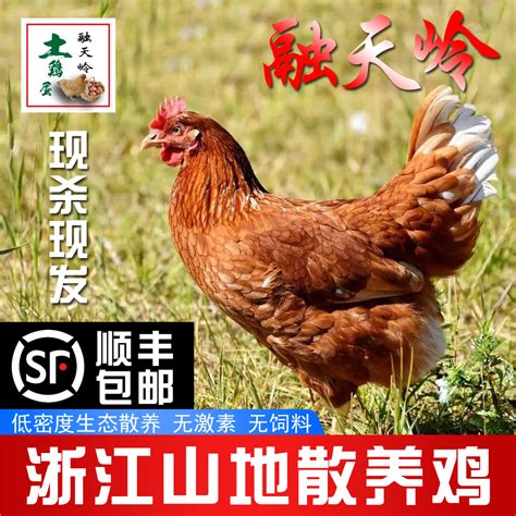 [土鸡批发]苏北草鸡 统货 2斤以下价格9.5元/只 - 惠农网