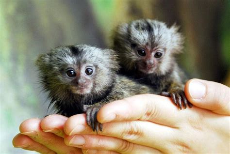 圈养的侏儒狨猴高清摄影大图-千库网