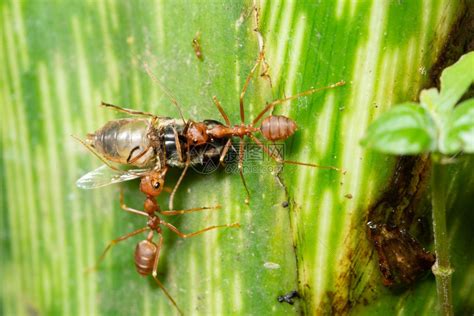 大型红蚂蚁是自然质高清图片下载-正版图片307231591-摄图网