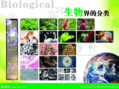 生物界的分类设计图__展板模板_广告设计_设计图库_昵图网nipic.com