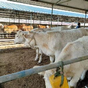 通渭县首个牛羊交易市场开市-丝路明珠网