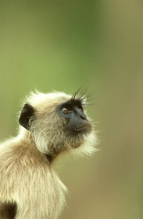 可爱的小猴子摄影图__野生动物_生物世界_摄影图库_昵图网nipic.com
