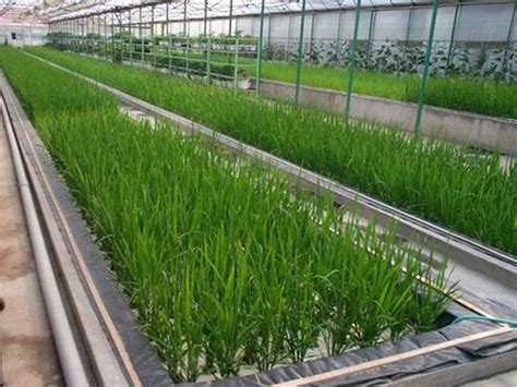 【地理观察】从水稻的种植过程看季风水田农业特点_进行