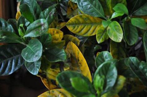 植物叶子发黄是什么原因(植物烧叶的5种应对方法) - 蓝妖花园