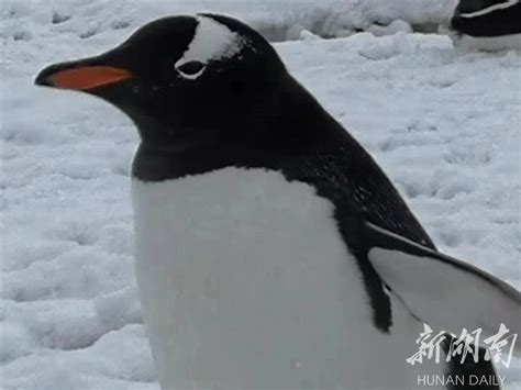 南极萌宠之企鹅系列 阿德利企鹅 - 知乎