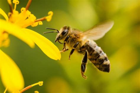 蜜蜂的特点和生活特征 湖北天马养蜂场