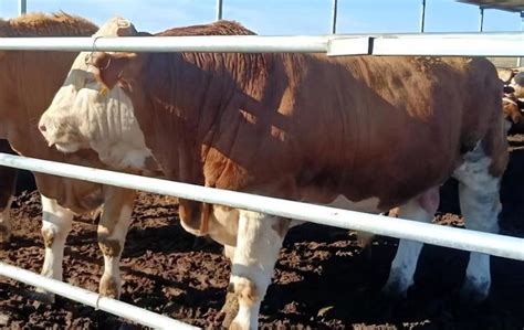 2022年1月7日奶牛价格行情、今日奶牛多少钱一头？ - 农产品价格 - 蛇农网