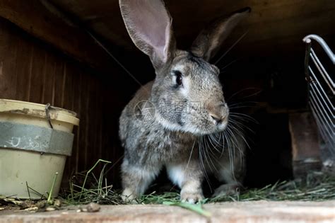 兔妈妈带着两只小兔子图片_蛙客网viwik.com