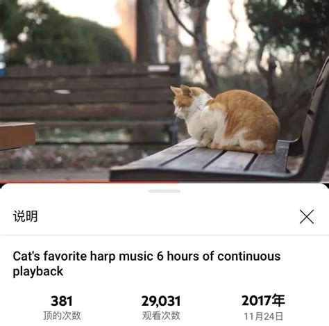 猫会听音乐吗？ - 知乎
