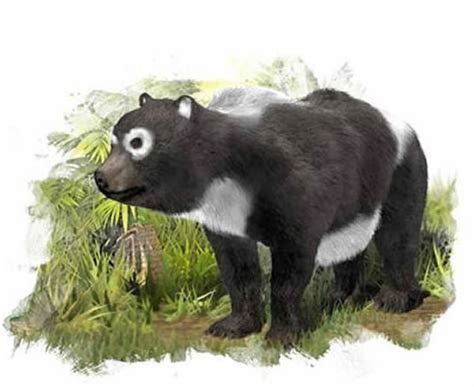 熊猫的祖先是谁图片,始熊猫图片,始熊猫吃剑齿虎_大山谷图库