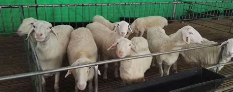 夏洛莱羊种羊图片 纯种杜泊羊价格批发价格 山东济宁 羊-食品商务网