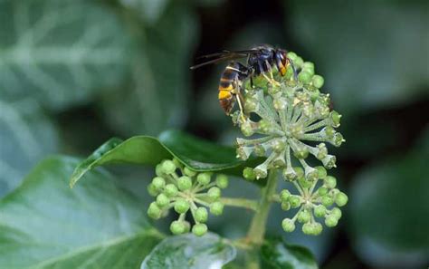 蜂类的品种及图片大全 - 蜜蜂知识 - 酷蜜蜂