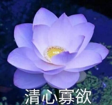 沙雕非主流头像荷花
