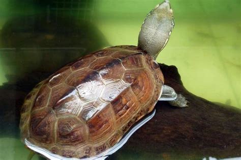 【图】乌龟冬眠一般是多久 乌龟冬眠怎么养 - 装修保障网