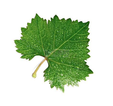 葡萄叶子图片