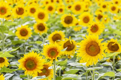 向日葵为什么向着太阳？来重温一下植物学知识-我的宠舍