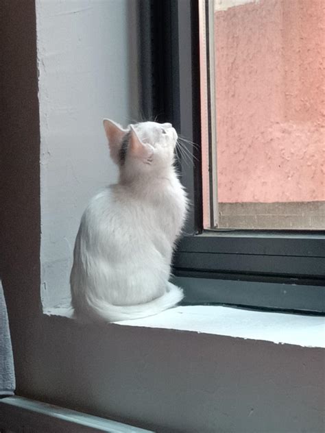 网友家的猫每天都会在窗口等待邻居家的猫，这是什么神仙爱情啊？__凤凰网